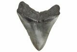 Fossil Megalodon Tooth - South Carolina #214681-2